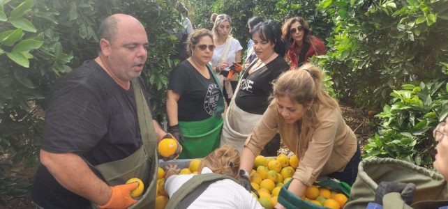 עובדי מועצת זכרון יעקב תורמים לחקלאות בקטיף הדרים בקיבוץ עין החורש